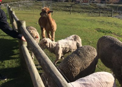 A working sheep ranch. Including Alpacas!