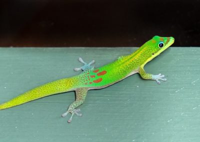 Gecko!