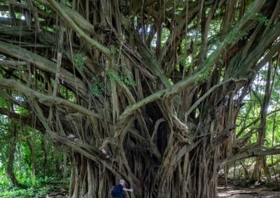 Banyan Tree