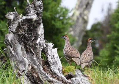 Love these birds...they are loud though!