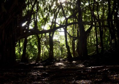 hiking into the woods